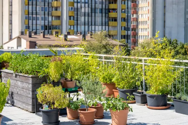 Plantas Urbanas: Como Escolher as Espécies Certas para o Seu Ambiente