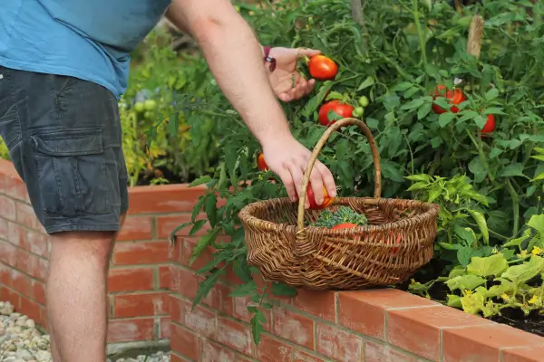 Criando um Jardim Comestível na Cidade: Seleção de Plantas e Vegetais Ideais