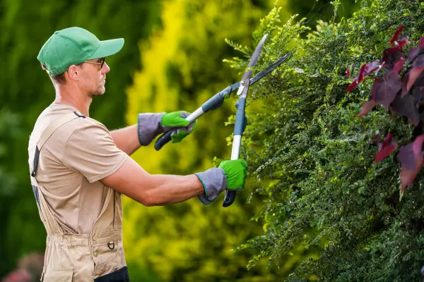 O Guia Definitivo para a Podagem de Plantas em Jardins Urbanos: Técnicas e Cuidados