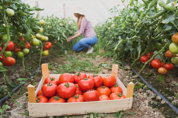 Cultivo Orgânico em Ambientes Urbanos: Práticas e Benefícios